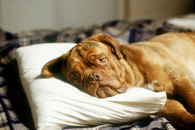 Saddest Animal Deaths
