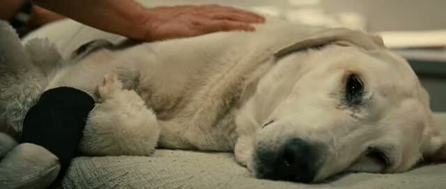 Saddest Animal Deaths