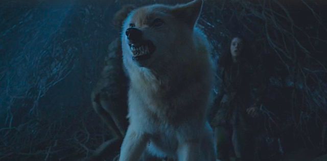 Saddest Animal Deaths