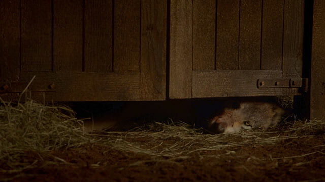 Saddest Animal Deaths