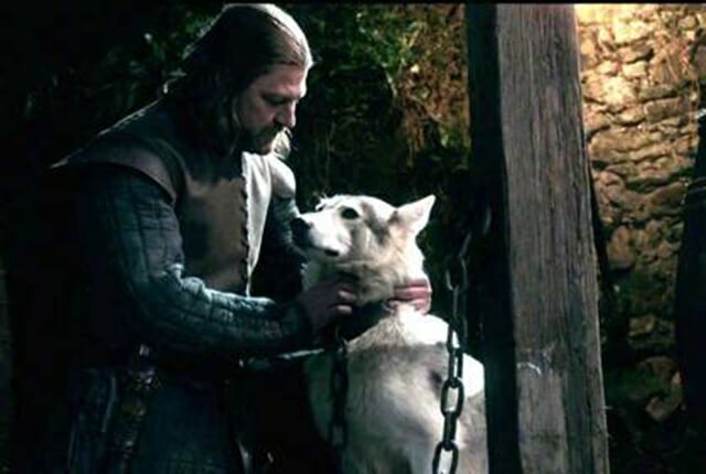 Saddest Animal Deaths