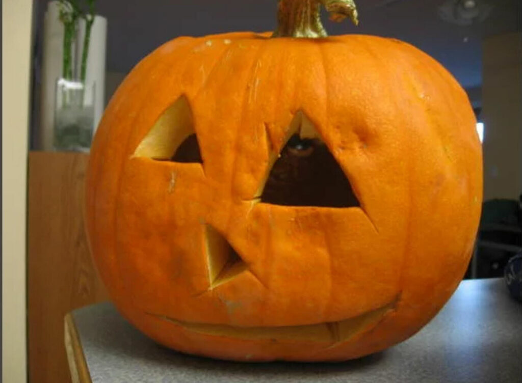 pumpkin carving fails