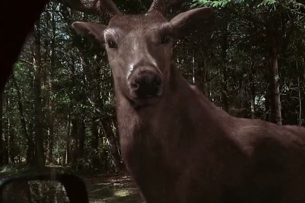 worst cgi