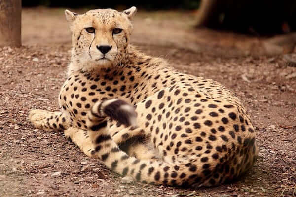 funny animals