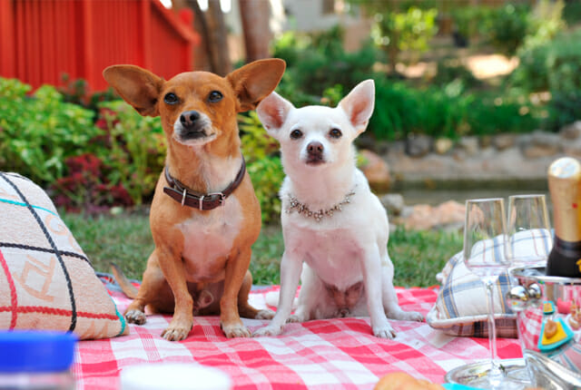 movies with talking dogs