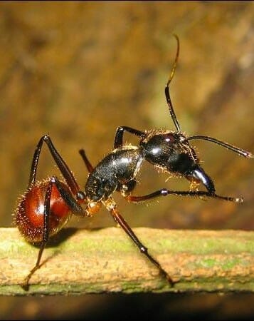 animals defend themselves