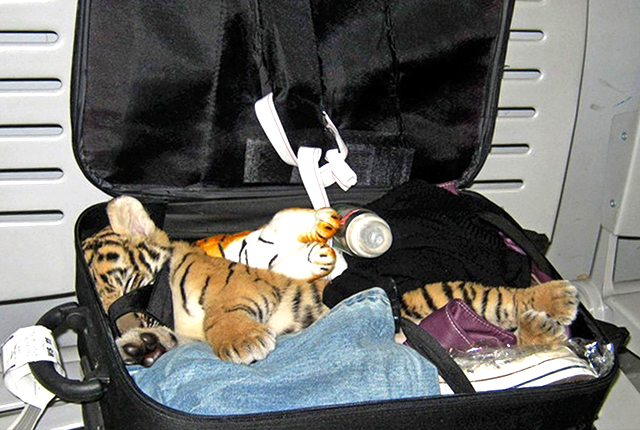 craziest animal finds at airport security