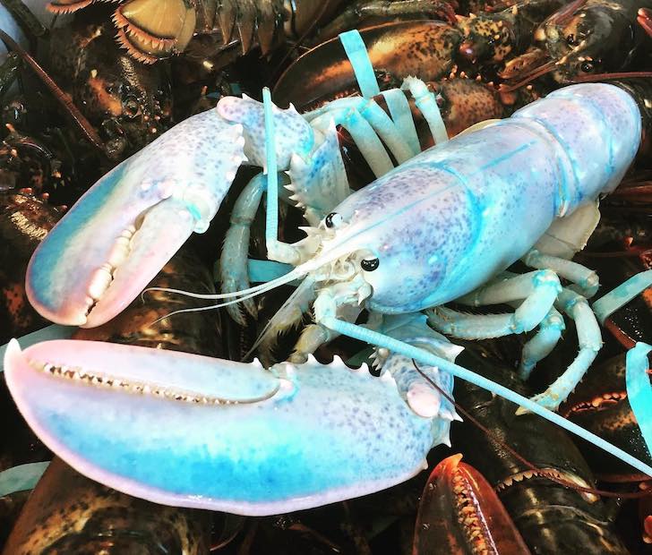 cotton candy lobster