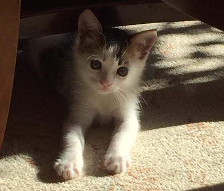 rare kitten found in dumpster
