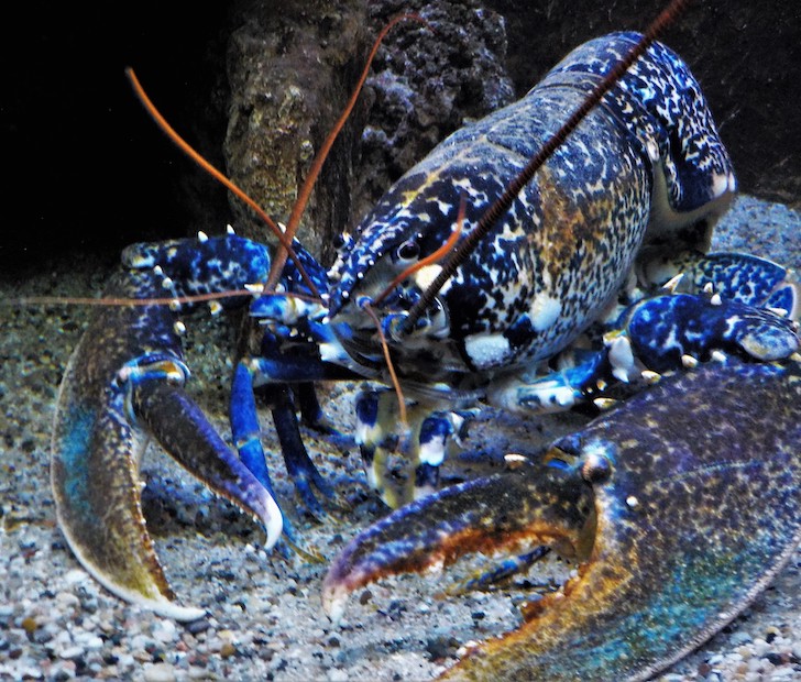 cotton candy lobster