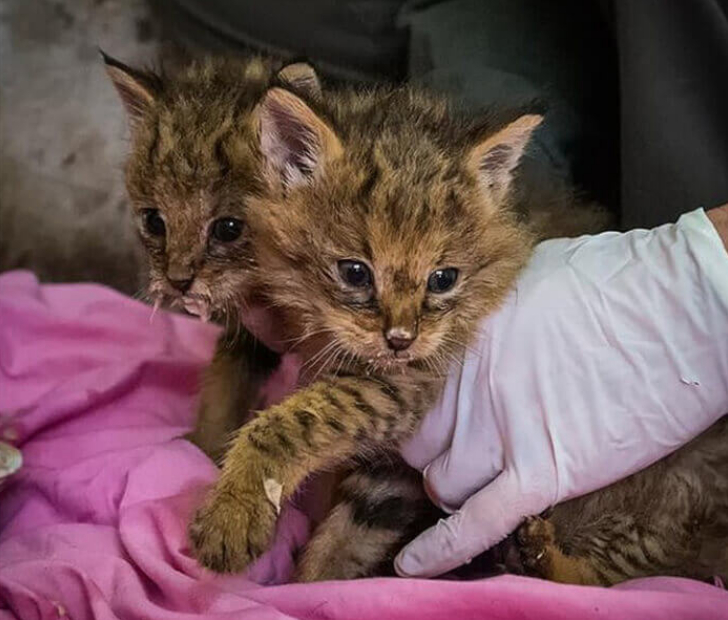 Bizarre-Looking Kittens