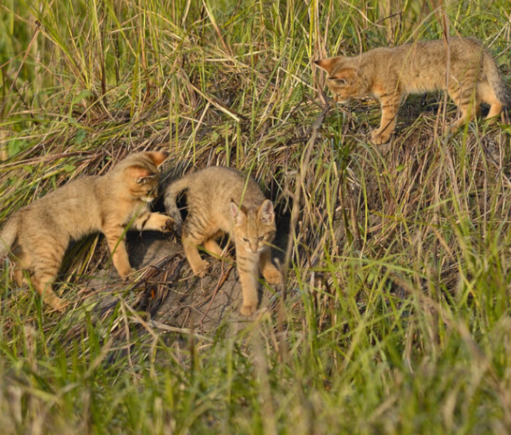 Bizarre-Looking Kittens