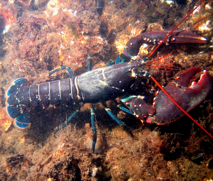 cotton candy lobster