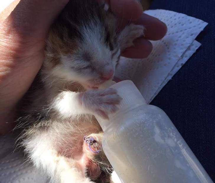 rare kitten found in dumpster