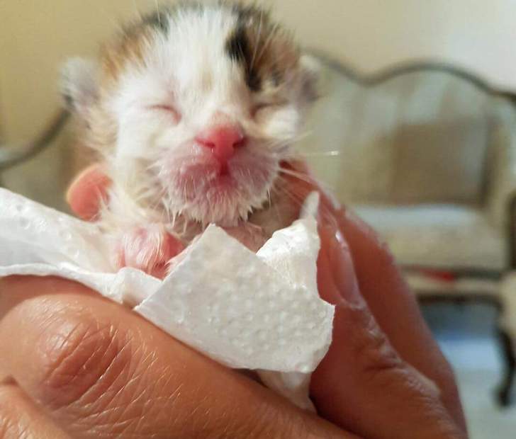 rare kitten found in dumpster