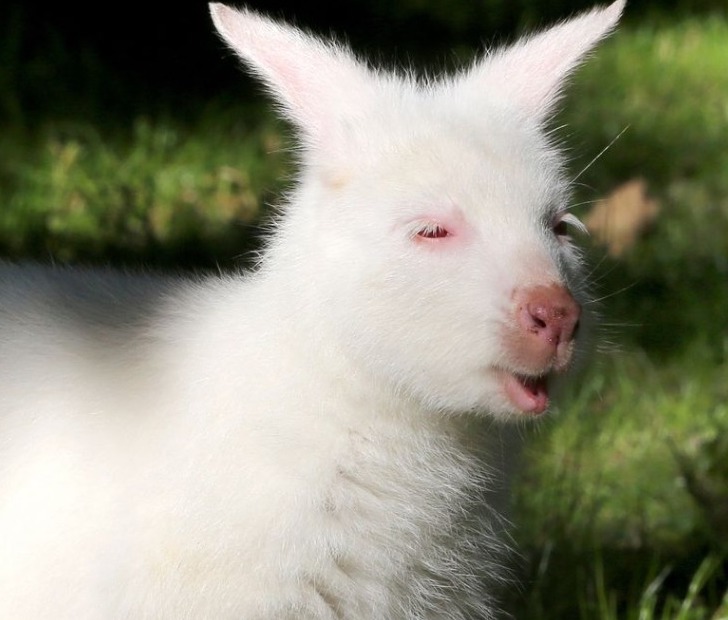 albino animals