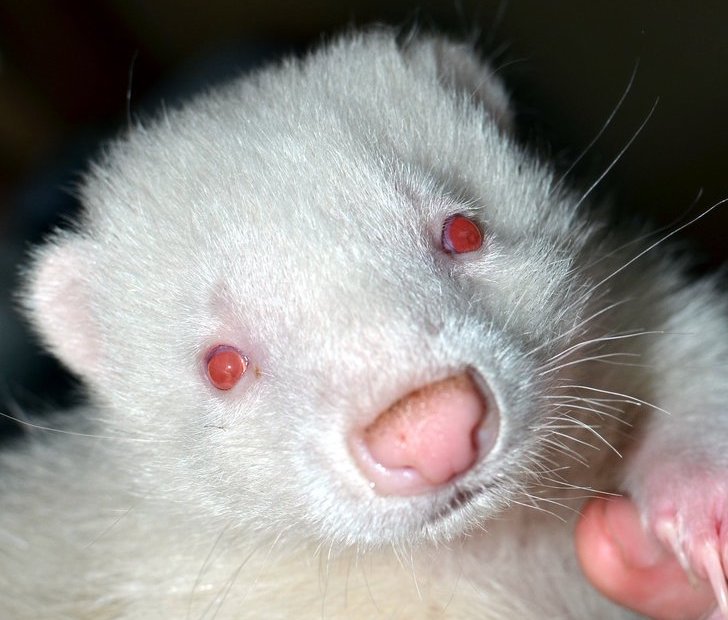 albino animals