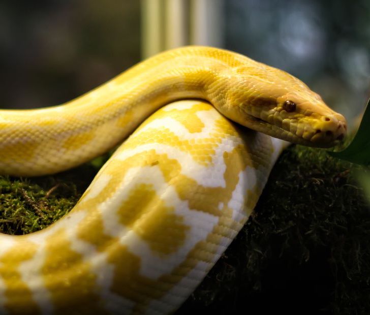 albino animals