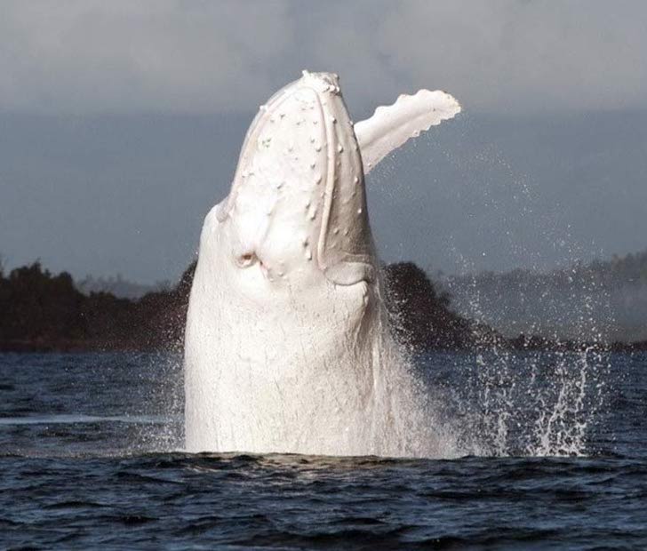 albino animals