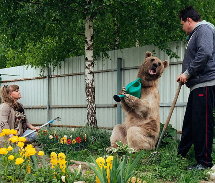 Russian couple adopted a bear