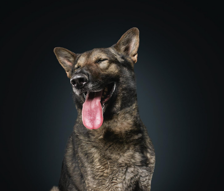 vancouver police dog calendar