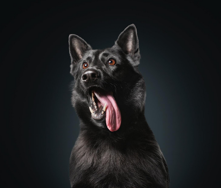 vancouver police dog calendar