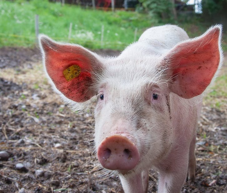 urban legends you’ve never heard of