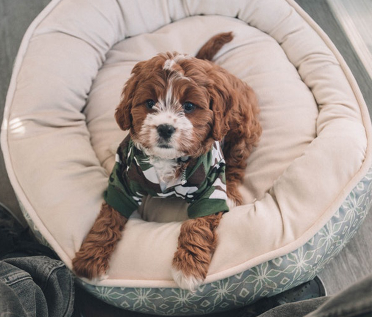 Dog's stuffed toy
