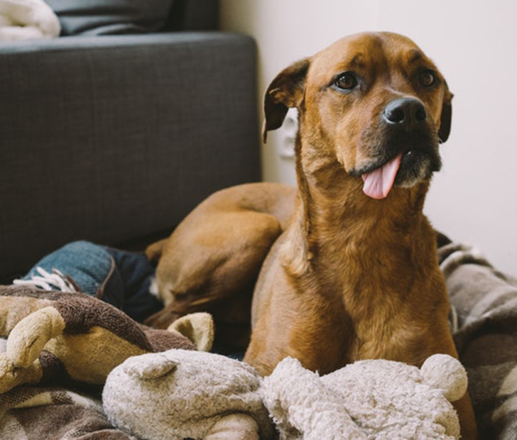 Dog's stuffed toy