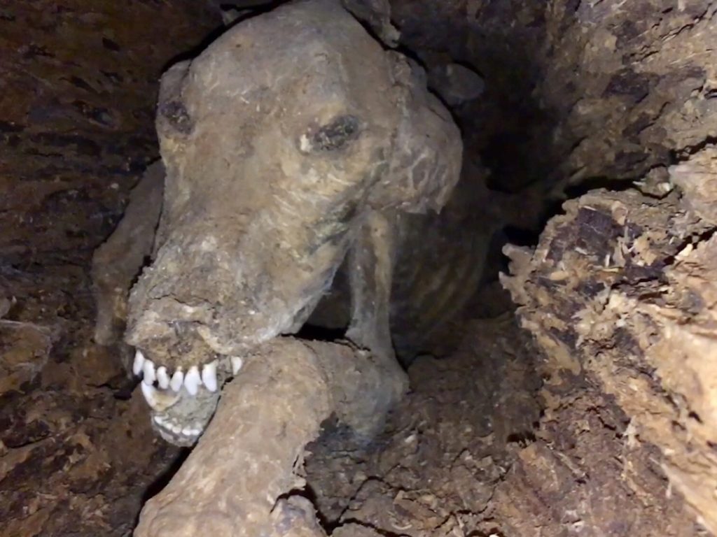 mummified dog