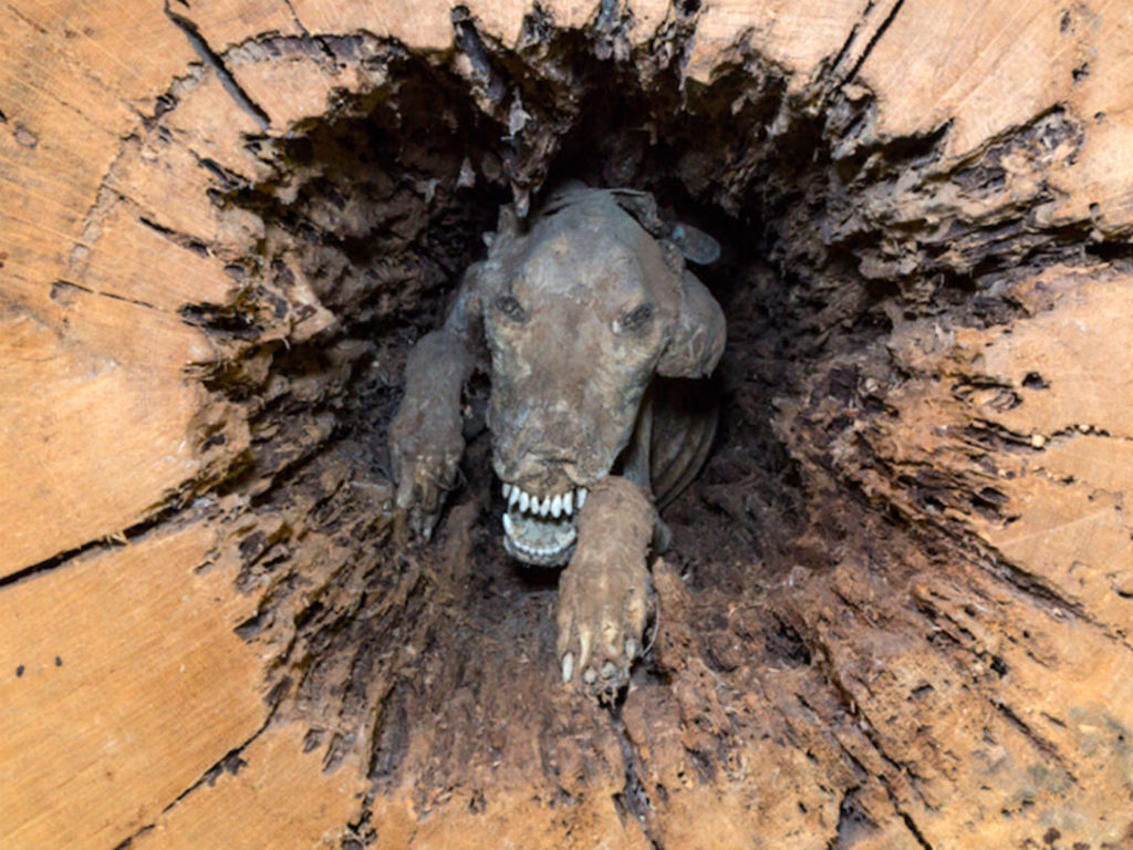 mummified dog