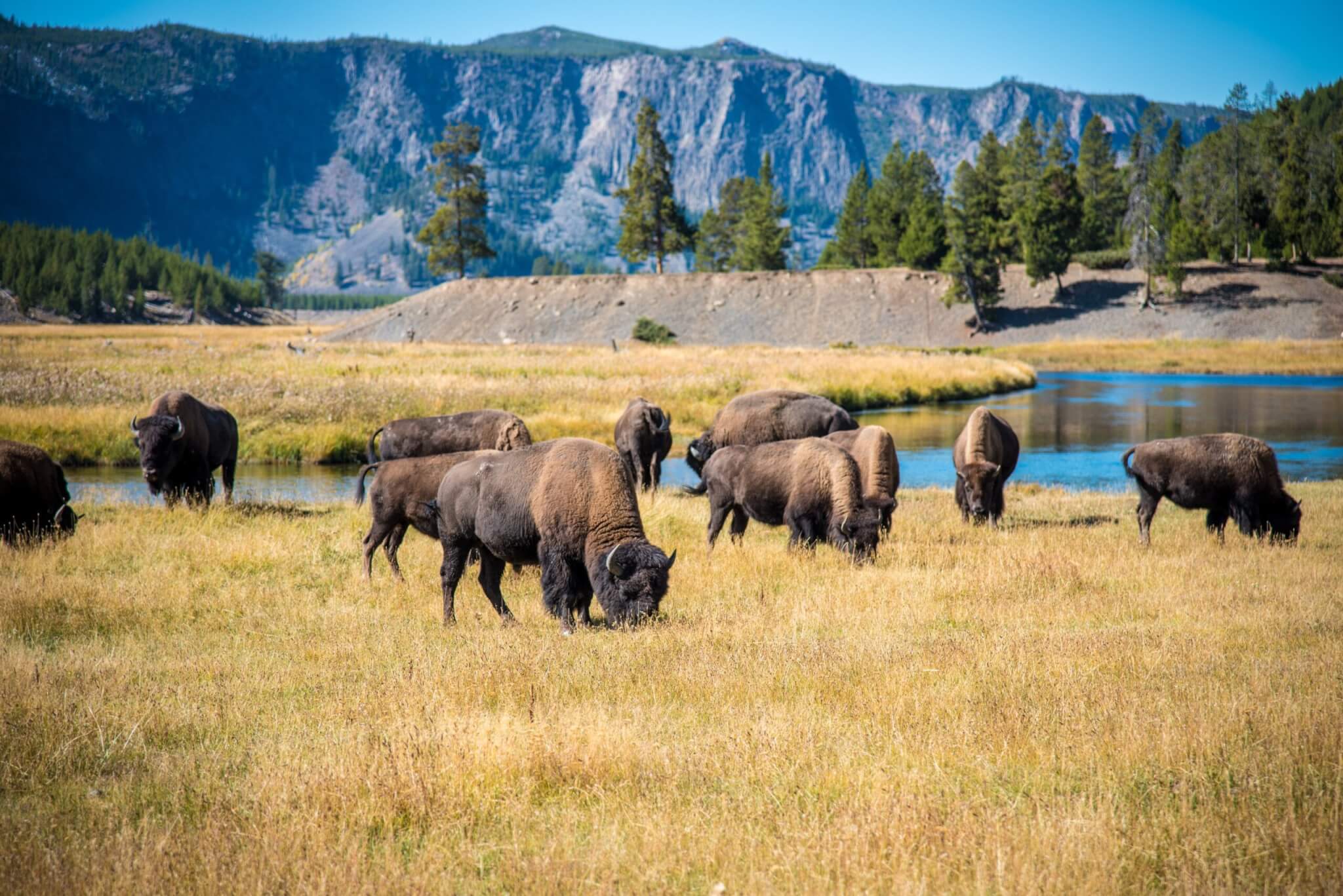 Grazing Herd in Yellowstone National Park