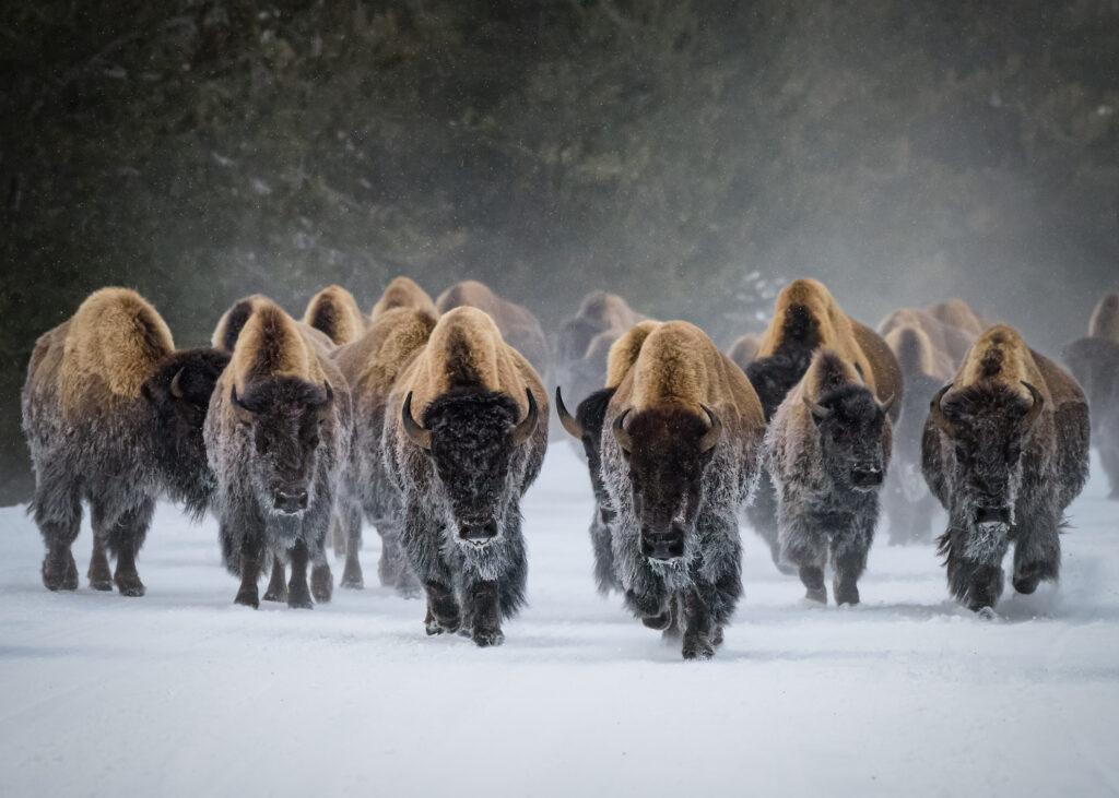 Herd of American Bison. Winter scene.