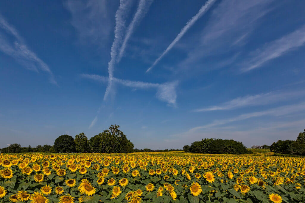A large field of blooming sunflowers north of Lawrence Kansas.