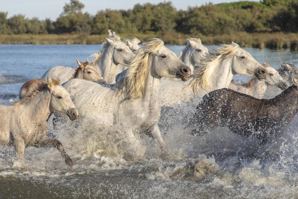 animals, camargue, horses