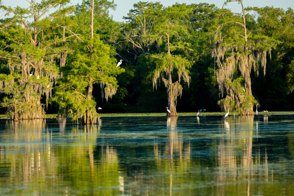 APRIL 25, 2019, BREAUX BRIDGE, LOUISIANA, USA - Lake Martin Swamp and white Egrets in spring near Breaux Bridge, Louisiana - shot from boat