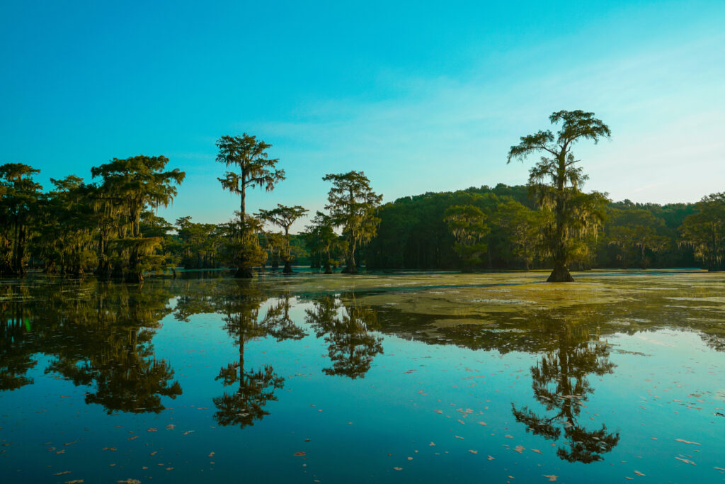 Bald cypress trees with reflection at Caddo Lake near Uncertain, Texas