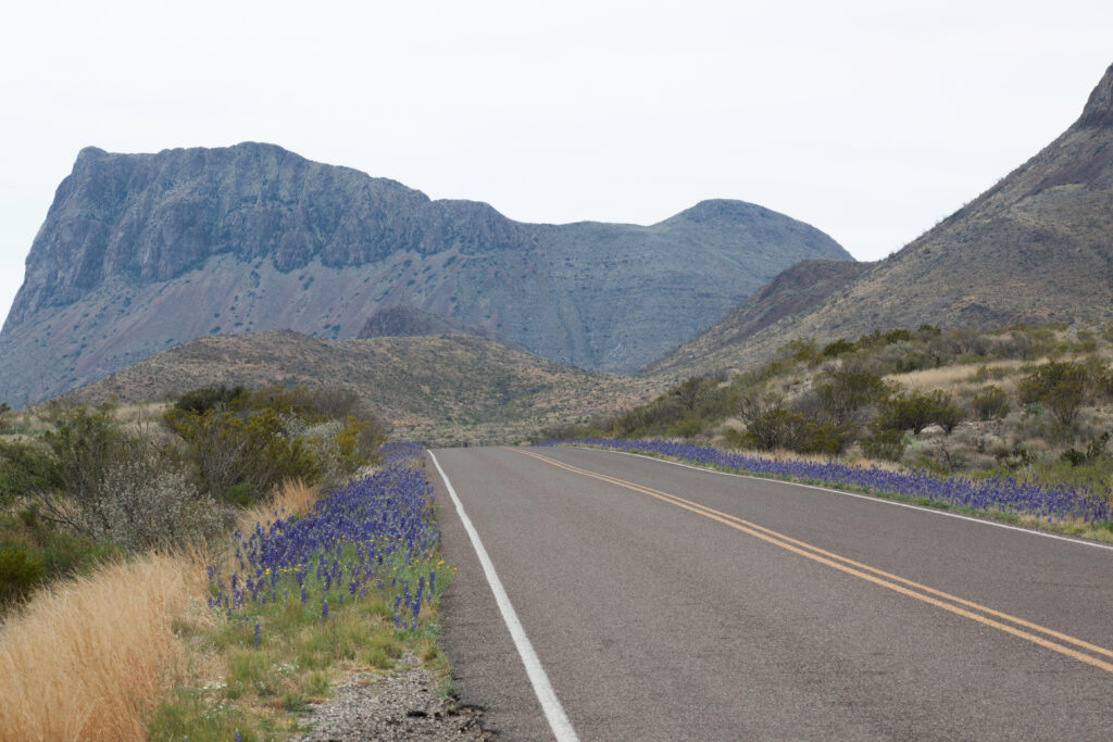 Bluebonnets in the Desert