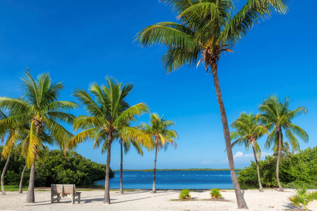 Coco palms on Sunny beach and Caribbean sea in Key, Largo, Florida.