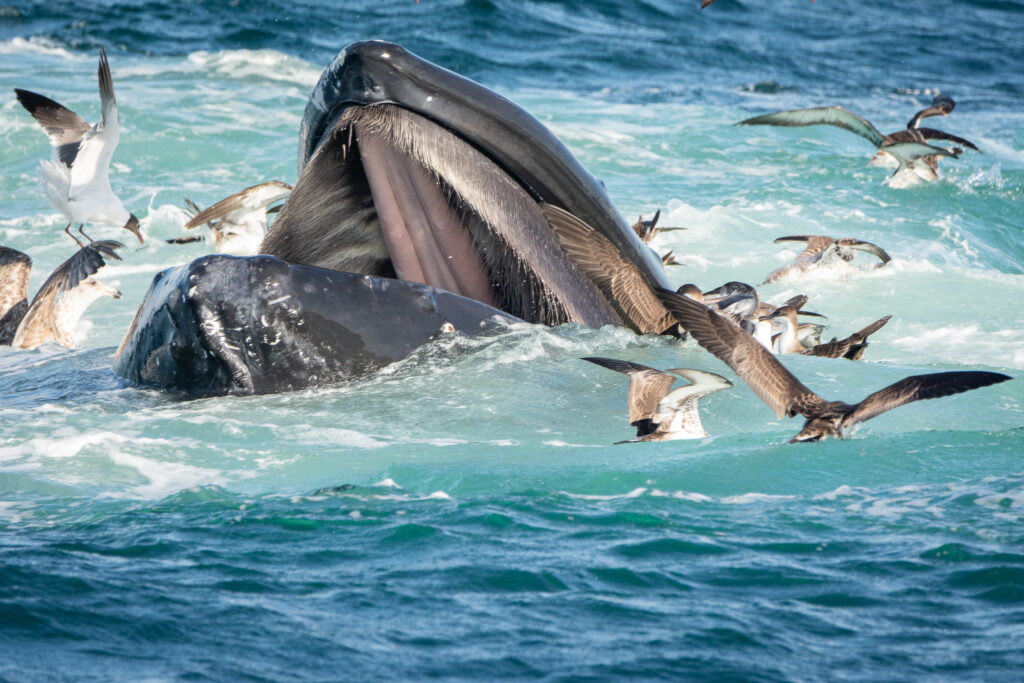 Feeding Humpback Whale off Cape Cod