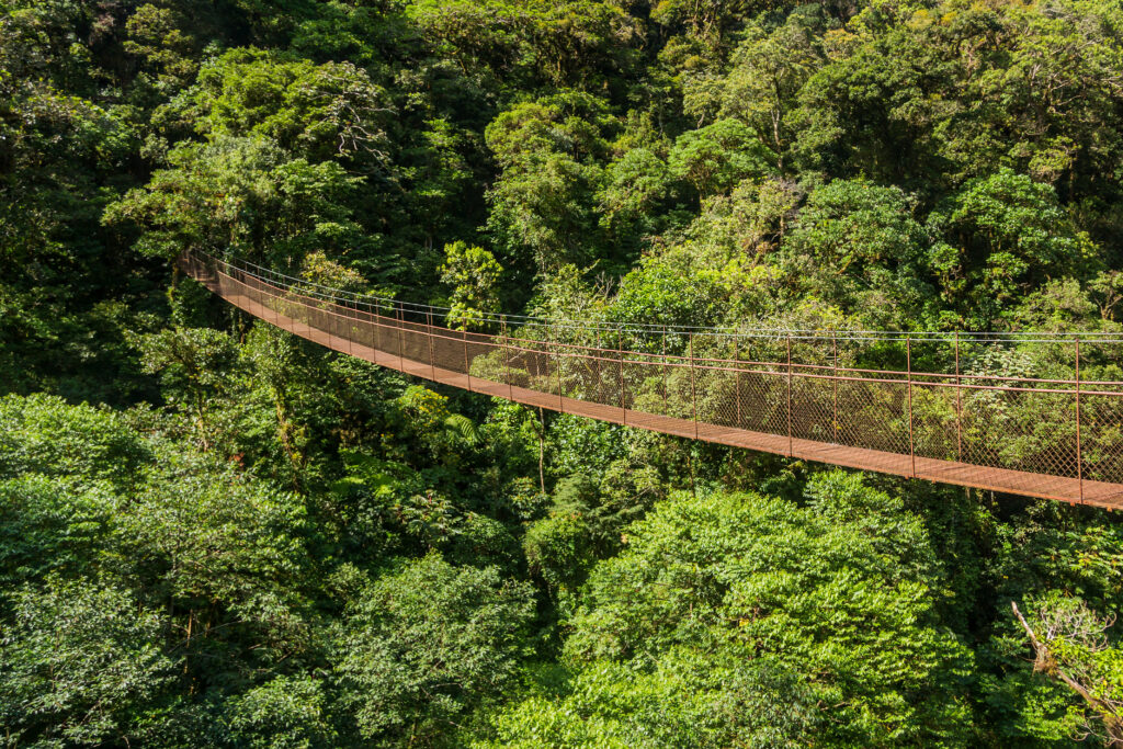 Hanging bridge in Panama