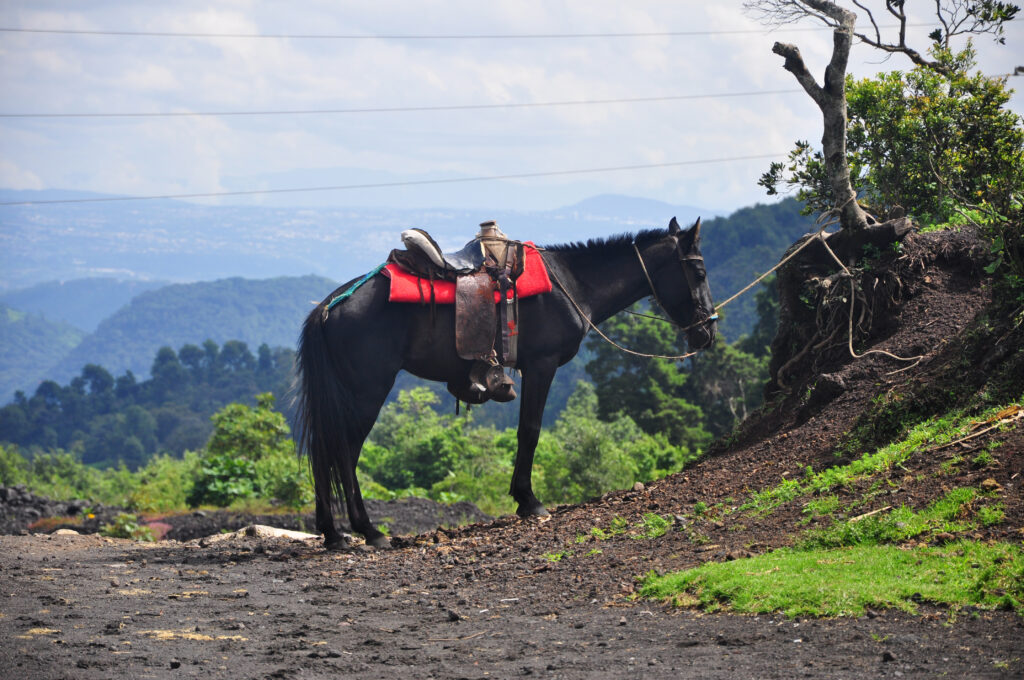 Horse waiting for hikers on active volcano Pacaya near Antigua in Guatemala, Central America.