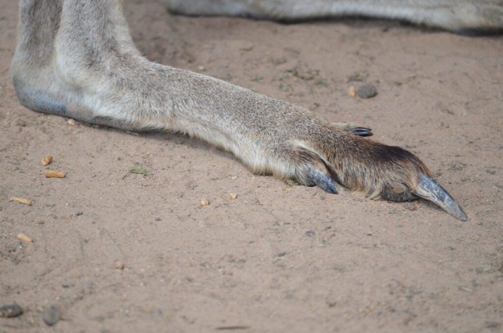 kangaroo paws feet claws Australia foot toe