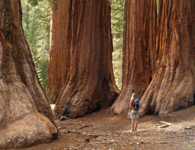 Mariposa Grove Redwoods