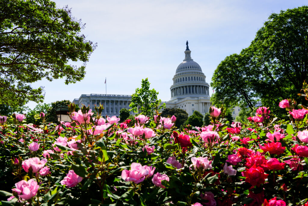 Rose garden in bloom in front of The United State Building, Capitol Building, Summer in Washington DC