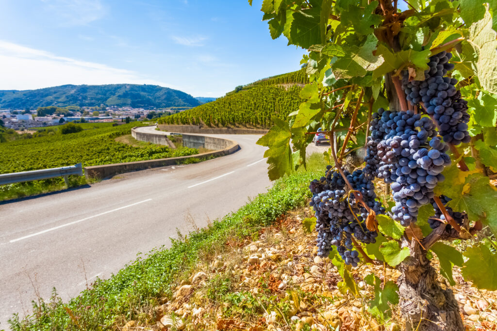 Route des vins des côtes du Rhône à Tain l’Hermitage