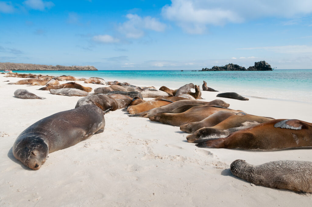 Sleeping sea lions Galapagos