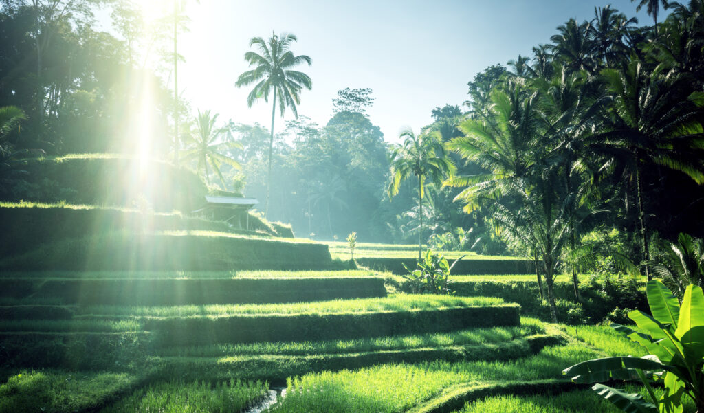 Tegalalang rice terrace, Bali, Indonesia