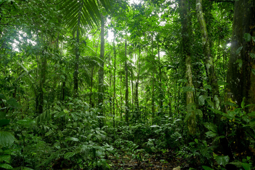 Tropical Rainforest Landscape, Amazon
