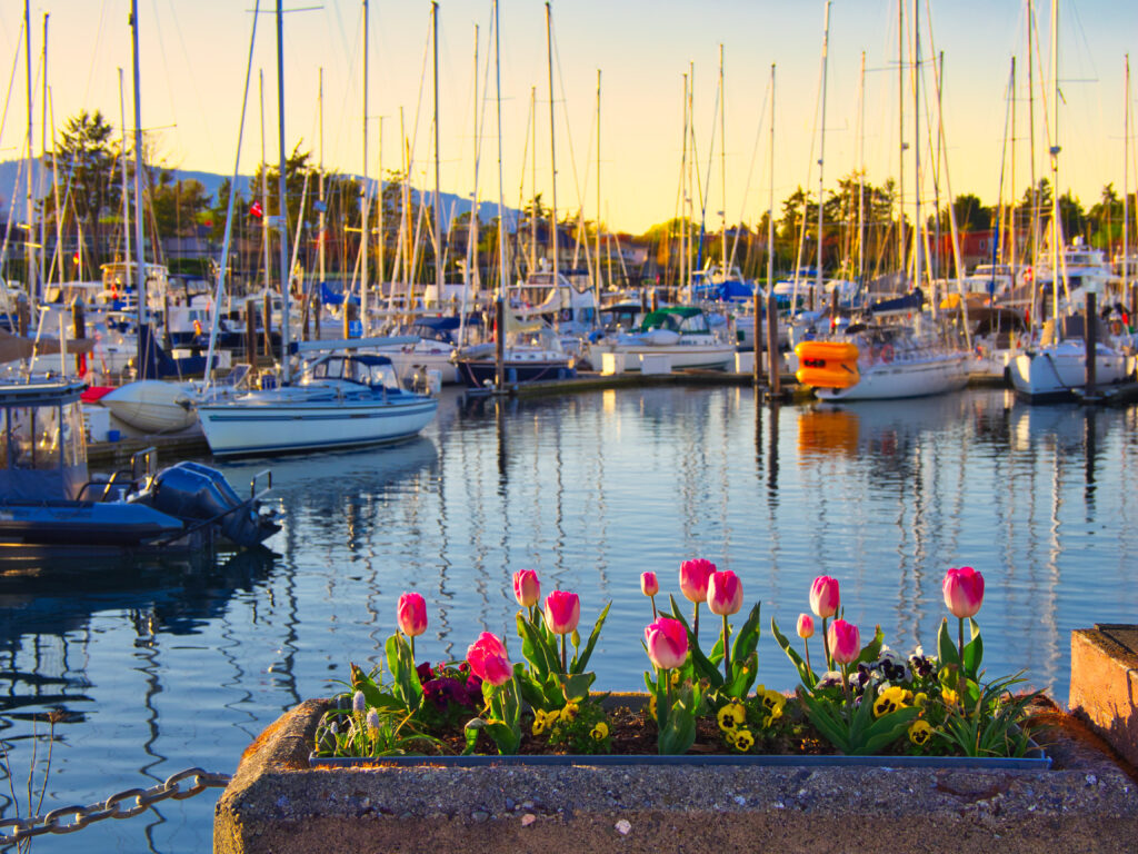 Tulips decorate the seaside walk in Sidney, Vancouver Island, British Columbia